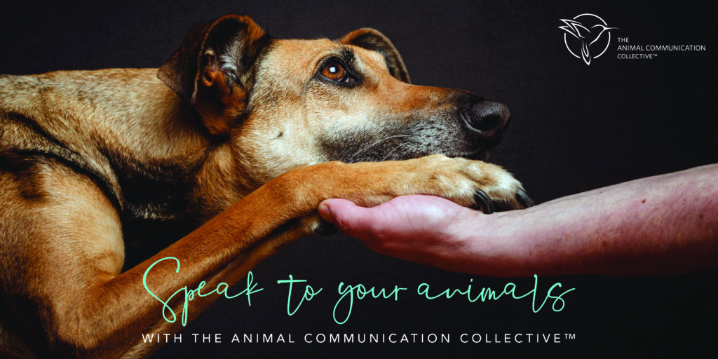 SPEAK TO YOUR ANIMALS WITH THE ANIMAL COMMUNICATION COLLECTIVE™ – NicaLove